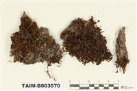 藏品(木靈苔科)的圖片